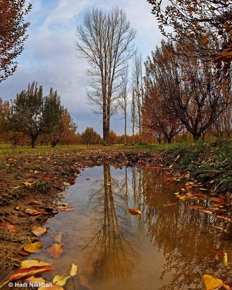 باغ‌های هجدک 1