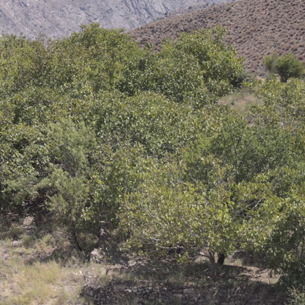 باغ‌های هجدک 2