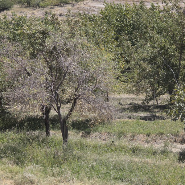 باغ‌های هجدک 3