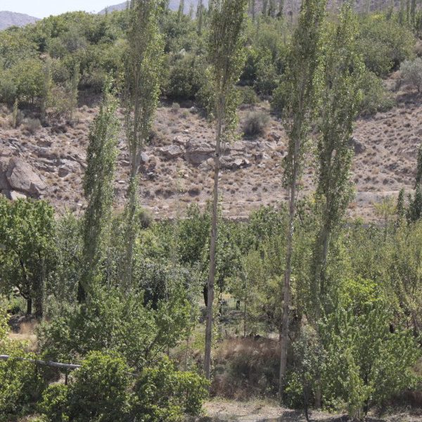 باغ‌های هجدک 4